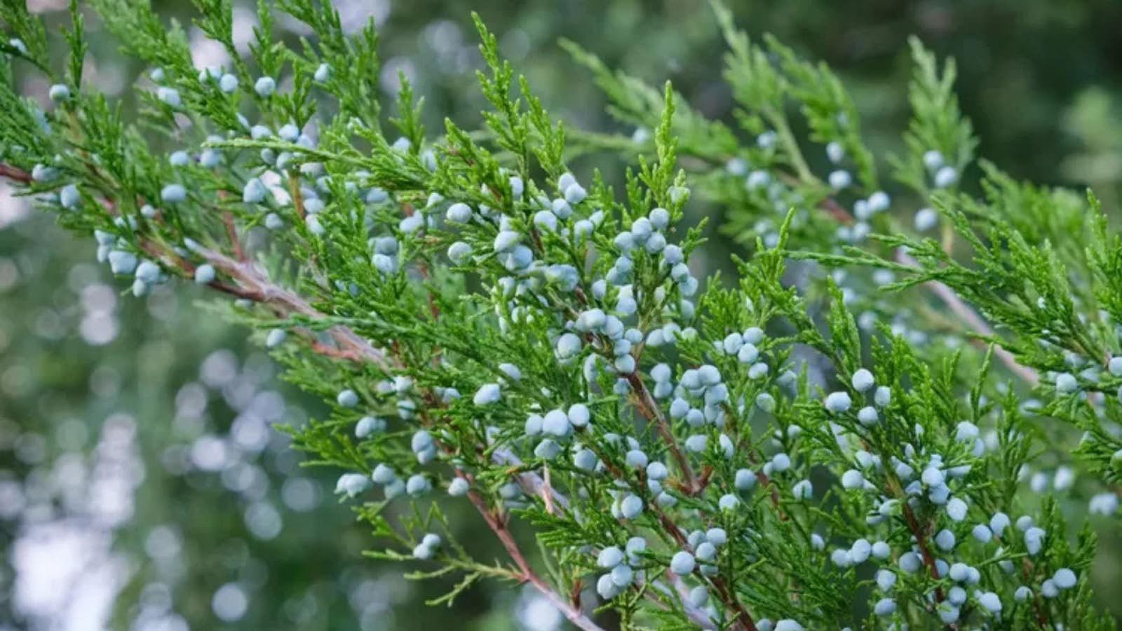 Cedar and Juniper Trees