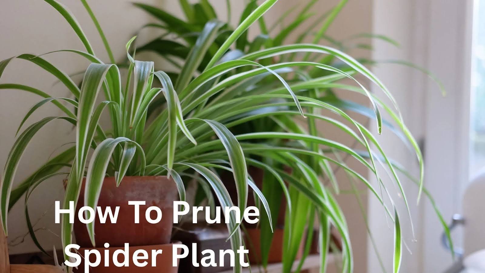 How to Prune a Spider Plant Step-by-Step for Healthy Growth