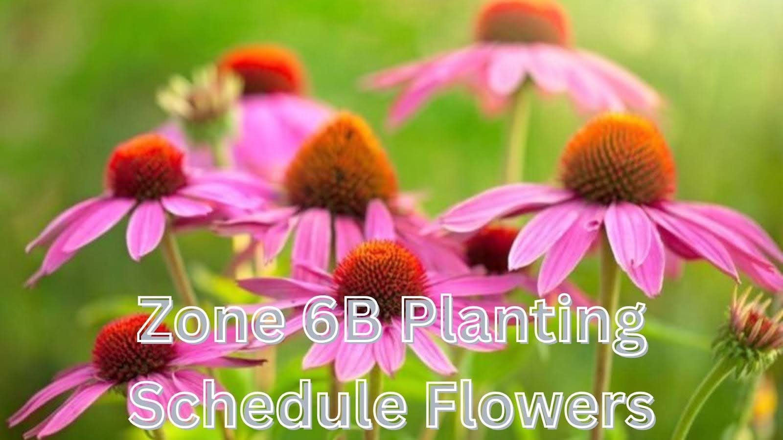 Zone 6b Flower Planting Schedule for Year-Round Color