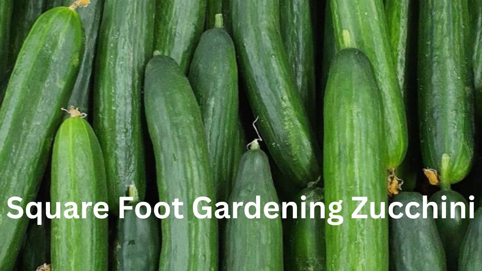 Square Foot Gardening Zucchini and Tomato Spacing